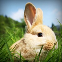 /album/multiboxing-software9787/photolia-a03-jpg/